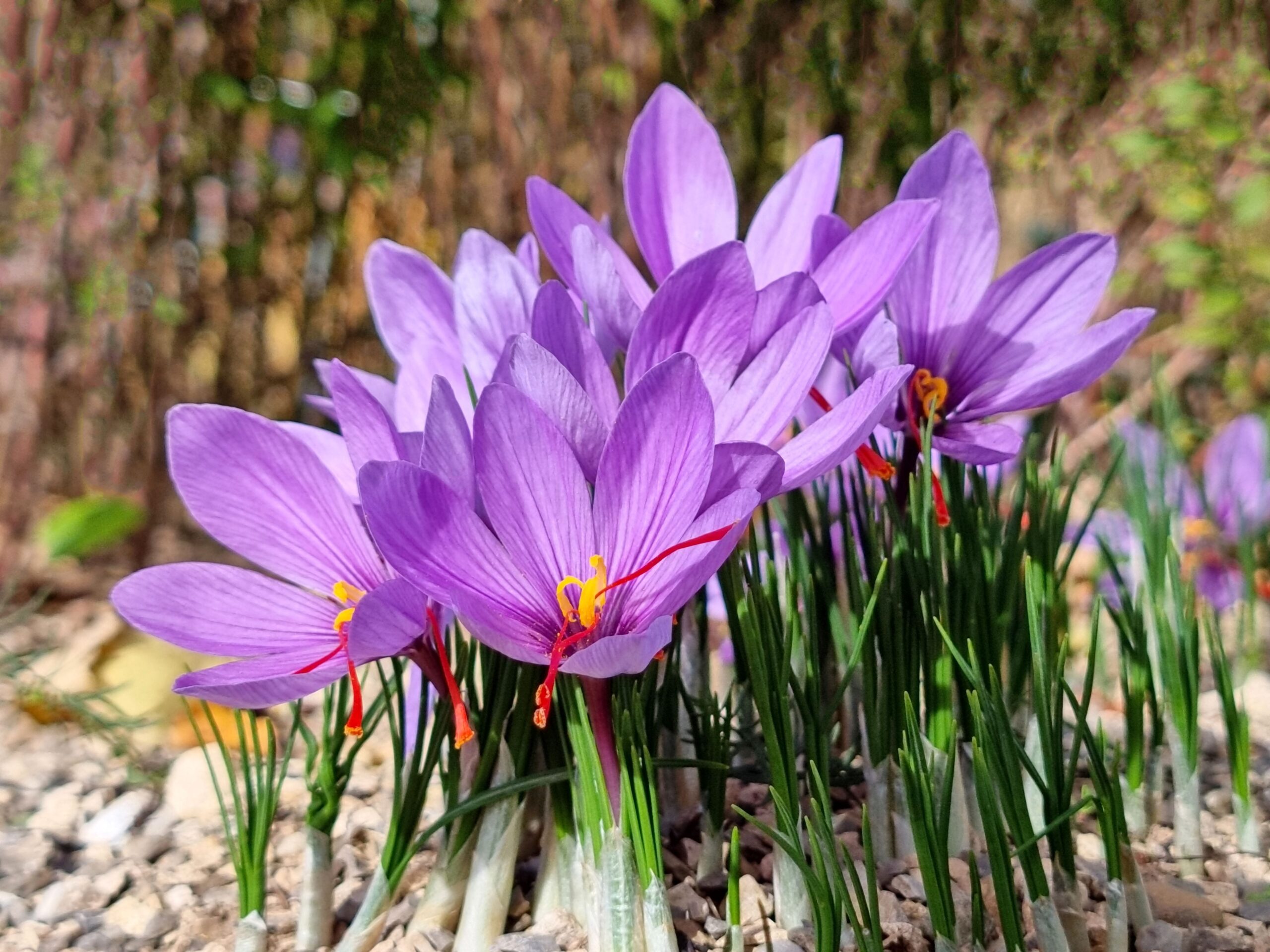 saffron-crocus